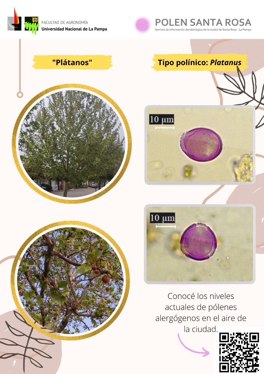 Platanus